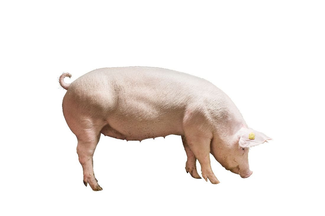 Landrace pig