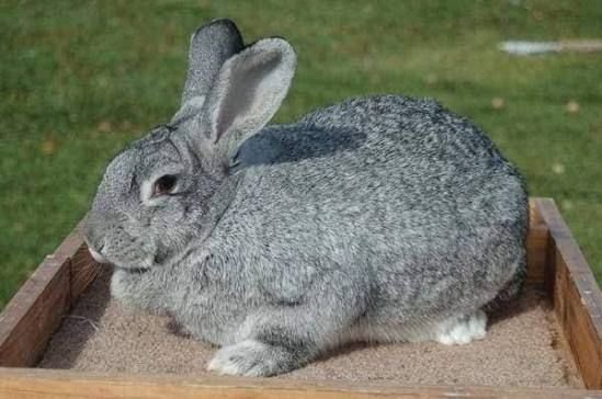 Chinchilla rabbit with silver-grey coat